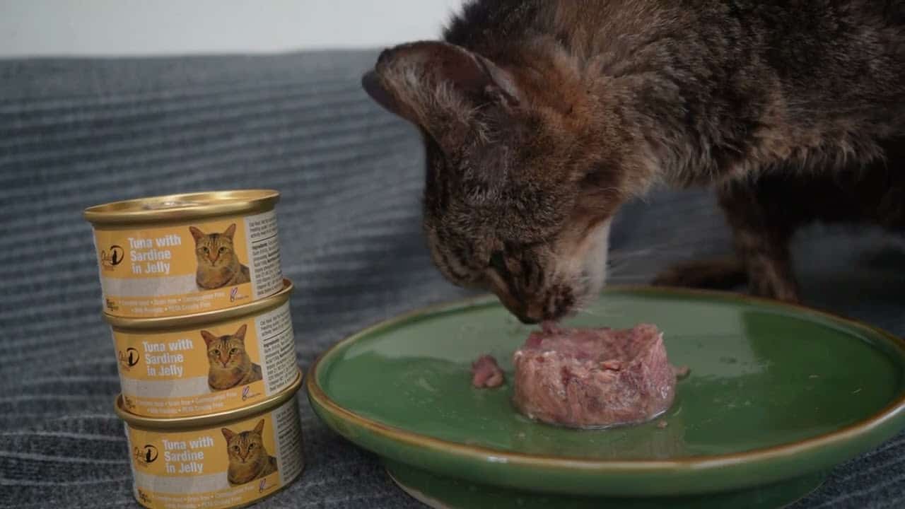 تصویر 4 از غذا گربه با طعم مرغ و مواد مغذی عالی